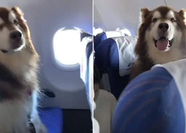 Un (gran) perro de apoyo emocional conquista a los pasajeros en un avión