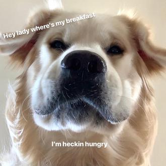 Control de impulsos versión Golden Retriever ante un plato de …