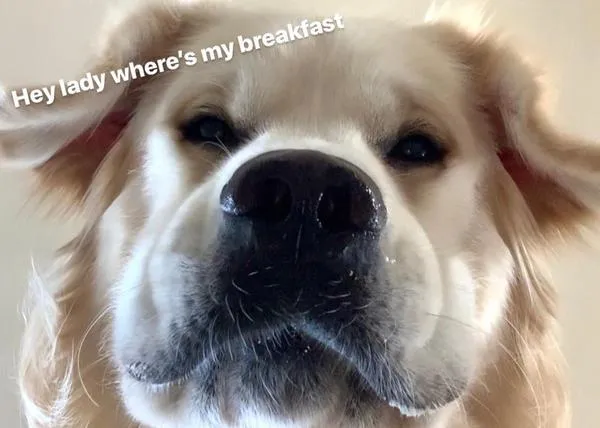 Control de impulsos versión Golden Retriever ante un plato de comida -y otros momentazos foodie de Charlie