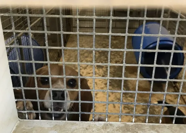 Activistas se cuelan en una granja de cría de perros para la experimentación animal y logran llevarse a 5 Beagles