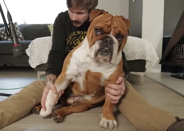 La Gran Sinfonía del Bulldog Inglés: Mozart seguramente estaría de acuerdo :-) 