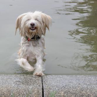 Recetas fáciles de helado para perros y el resultado... ¡perros …