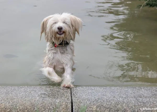 Recetas fáciles de helado para perros y el resultado... ¡perros muy felices!