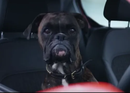 Dos maneras y media de aparcar un coche, con ayuda canina 