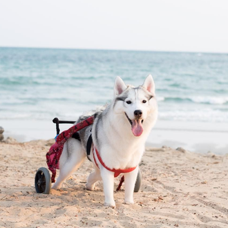 Las felices carreras de Maya, una Husky adoptada que nació …