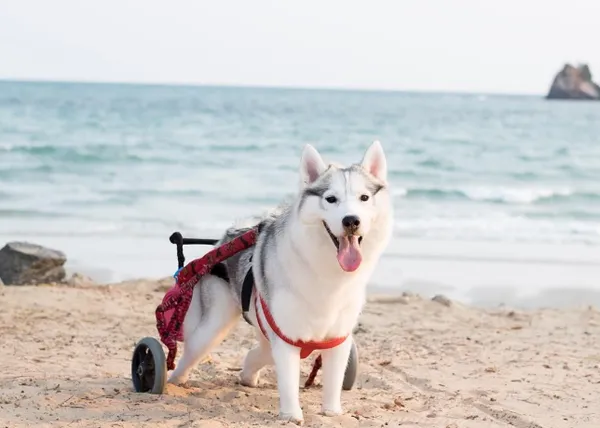 Las felices carreras de Maya, una Husky adoptada que nació sin patas