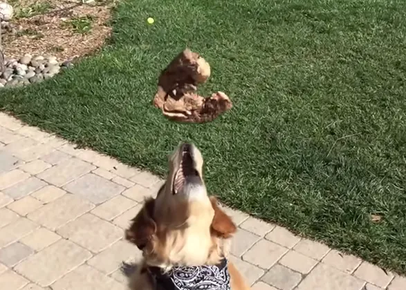Las aventuras y desventuras de un Golden torpón ante la comida voladora
