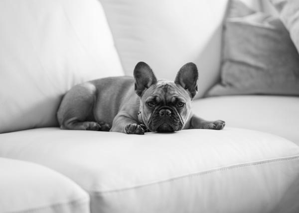 Por qué se sube un perro al sofá? porque... ¡está más cómodo!