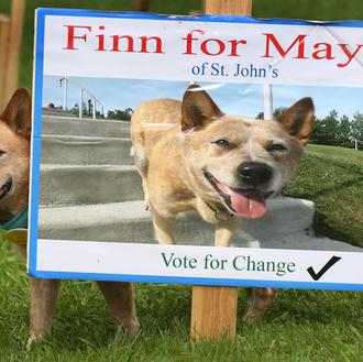El mejor can-didato: un perro hace campaña en las elecciones …
