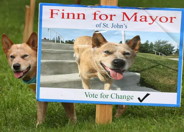 El mejor can-didato: un perro hace campaña en las elecciones municipales de una ciudad canadiense