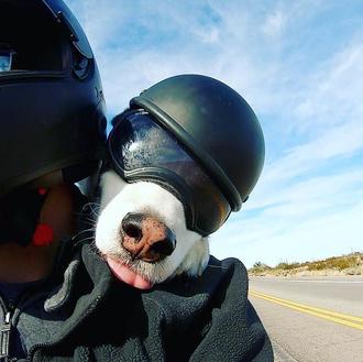 Un Husky motero y su humano: una pareja que hace …