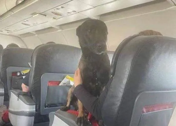 Turkish Airlines y otras líneas aéreas se vuelcan para trasladar a personas y perros de las áreas afectadas por el terremoto