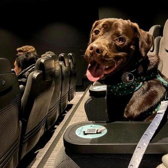 Los perros también van al cine: proyección especial de pelis …