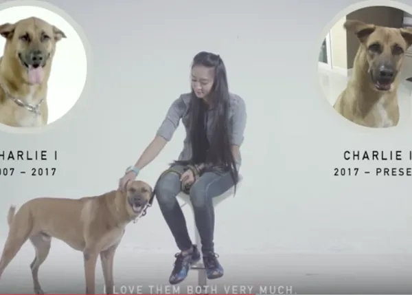 Una novedosa y peculiar iniciativa para fomentar la adopción de perros: la adopción inmortal