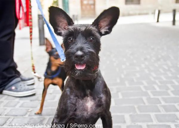 Paseadores de perros profesionales: así es la ley en San Francisco