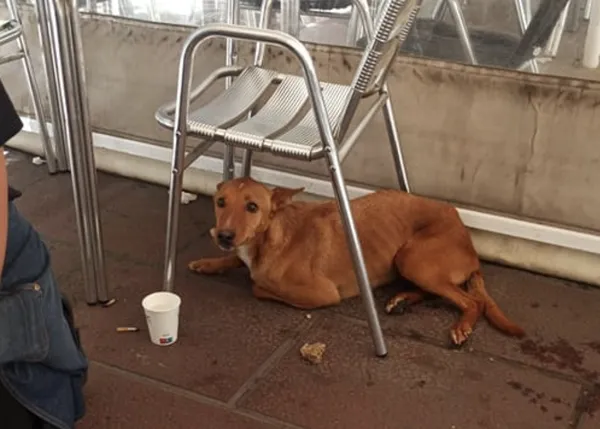 La foto que obró el milagro: lograron coger a Rye, el perro 