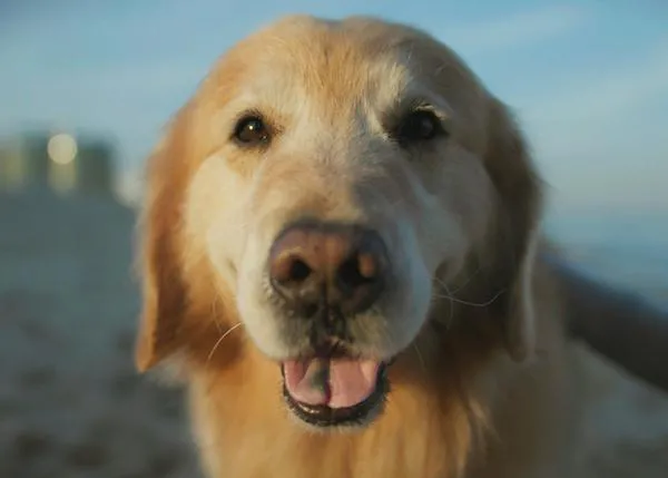 Un novedoso tratamiento curó el agresivo cáncer de un perro y su familia invierte 6 millones $ en un anuncio para agradecerlo