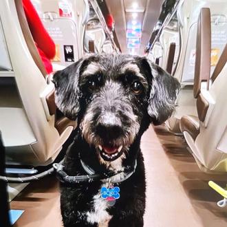 Últimas noticias sobre Boro, el perro perdido en Adamuz: NO …