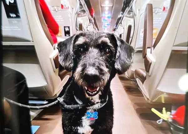 Últimas noticias sobre Boro, el perro perdido en Adamuz: NO es el del vídeo pero hay profesionales especializados organizando la búsqueda