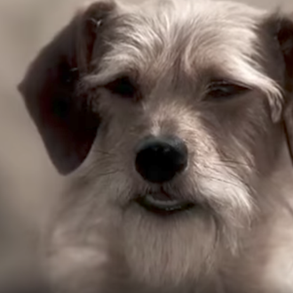 ¿Cómo luchar contra el abandono de perros? ¿Cómo fomentar la …