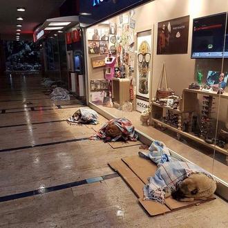 Perros callejeros abrigados en Estambul: un gesto que ha conmovido …