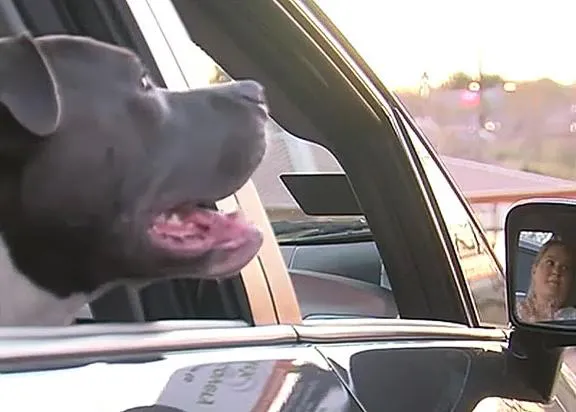 Una conductora de Uber adopta al perro que un pasajero abandonó en su coche