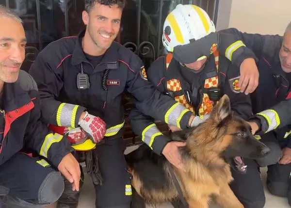 Los bomberos de Madrid liberan a una cachorrota que había quedado atrapada en una estructura de hierro