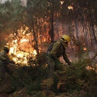 Movilización de voluntarios para ayudar a los animales afectados por …