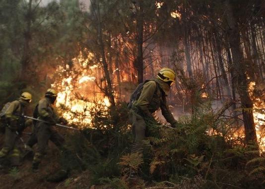 Movilización de voluntarios para ayudar a los animales afectados por los incendios en Galicia