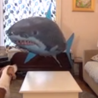 El perro que no temía a los tiburones volantes