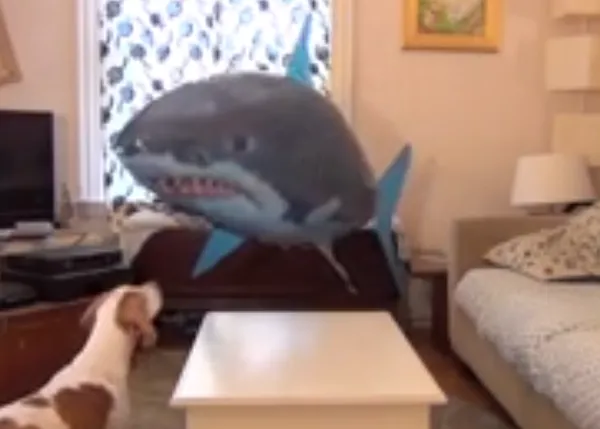 El perro que no temía a los tiburones volantes