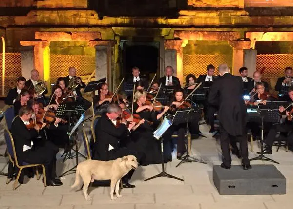 Un perro melómano con muy buen gusto: el can que se hizo amigo de la Orquesta de Cámara de Viena