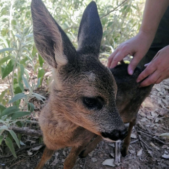 Un rescate animal diferente: una cadena de favores y el …