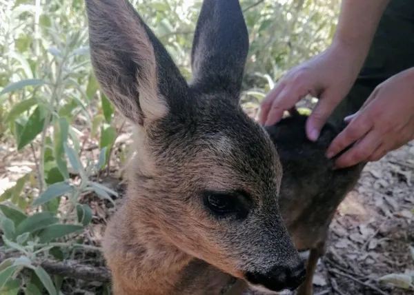 Un rescate animal diferente: una cadena de favores y el equipo de ERA (casi casi) recreando una peli de Disney