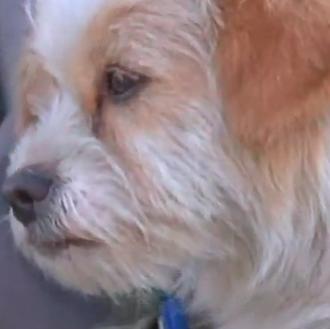 La historia del perro más listo de China y los …
