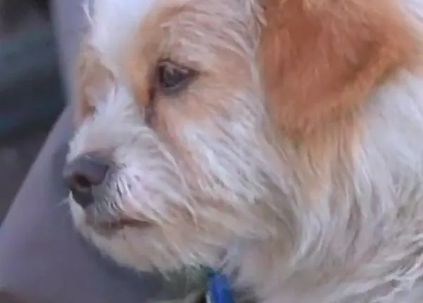 La historia del perro más listo de China y los ciclistas que iban al Tíbet
