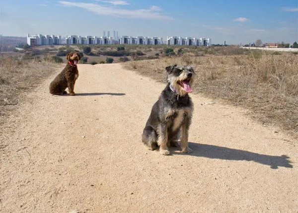 ¿Qué hacer para conseguir que tu perro venga cuando le llamas?