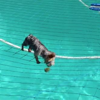 El Yorkie equilibrista: Diesel y su pelota, una relación con …