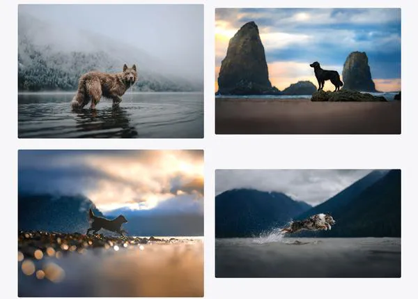 Las mejores fotos de animales de familia en 2024: los retratos galardonados en los International Pet Photography Awards