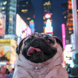 Cómo triunfar en redes sociales: Doug el Carlino nos da …