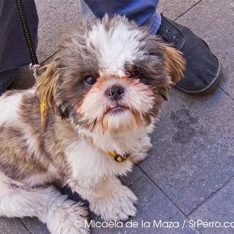 Encuentros perrunos en Chueca: Leo, un cachorrito de Shih Tzu