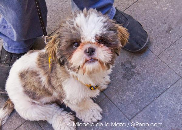 Encuentros perrunos en Chueca: Leo, un cachorrito de Shih Tzu
