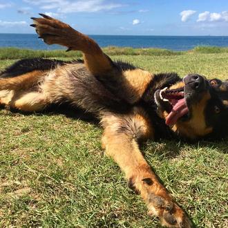 Las felicidades de una perra aventurera junto a su humano