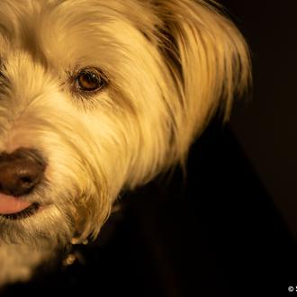 ¿Cuáles son las principales razones por las que un perro …