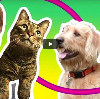 Humano gatuno vs humana perruna intercambian su gato y su …