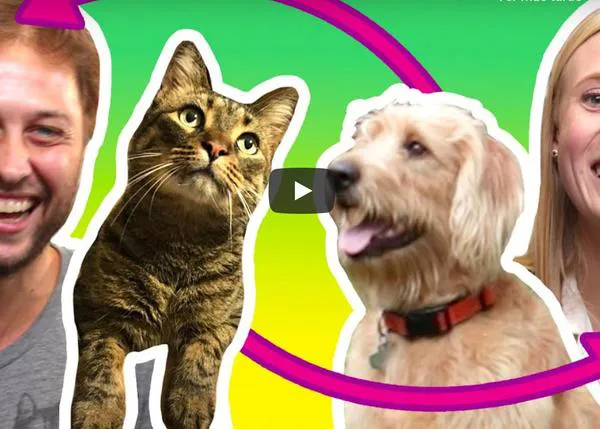 Humano gatuno vs humana perruna intercambian su gato y su perro un fin de semana ¿sobrevivirán?