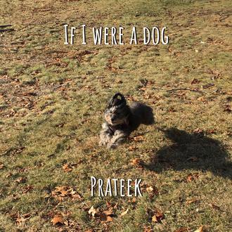 Si yo fuera un perro... una balada dedicada a las …