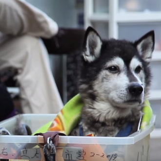 Cuando un perro se hace mayor: la tercera edad canina …