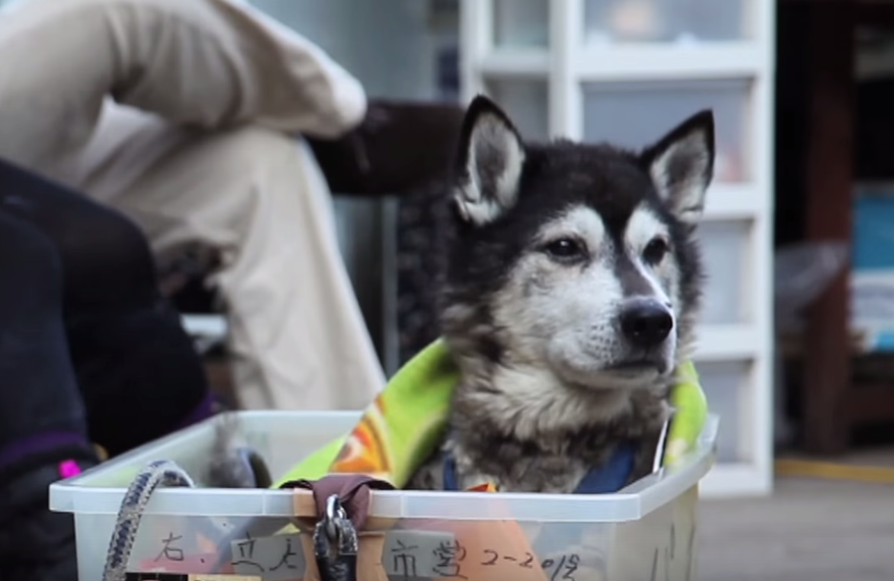 perros en quimioterapia y micción frecuente