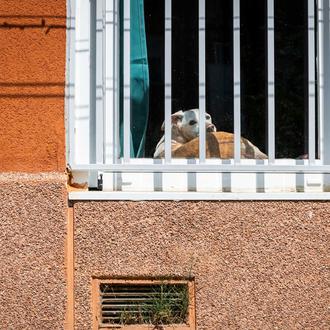 Alquilar con perro es ahora mucho más fácil... en Inglaterra …